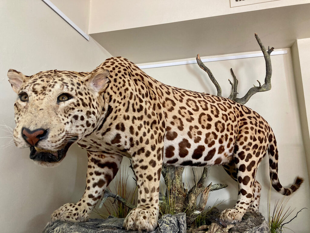 Mounted jaguar display in Visitor Centre.