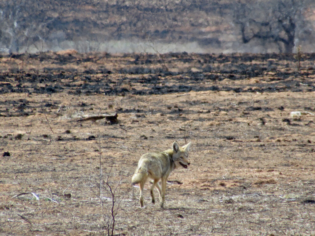 Coyote in foreground running towards burned off area in flat plain.