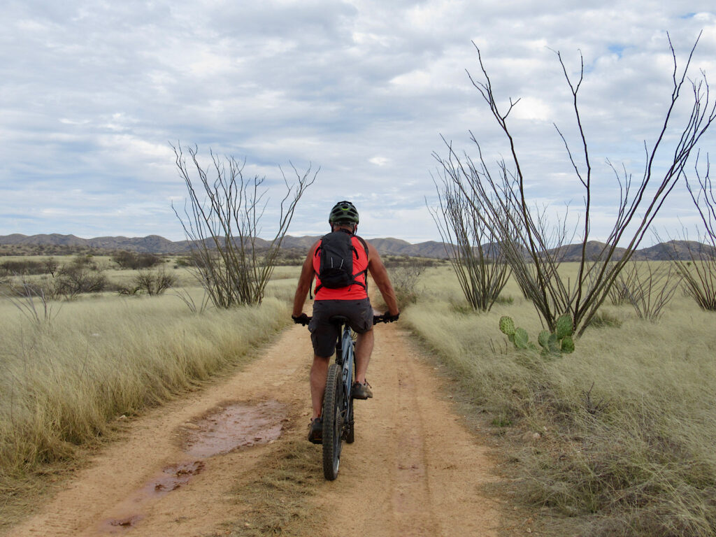 Man in shorts, red short-sleeved top and black backpack riding bike on reddish brown dirt track through grassy meadows with tall ocotillo and prickly pear cactus.