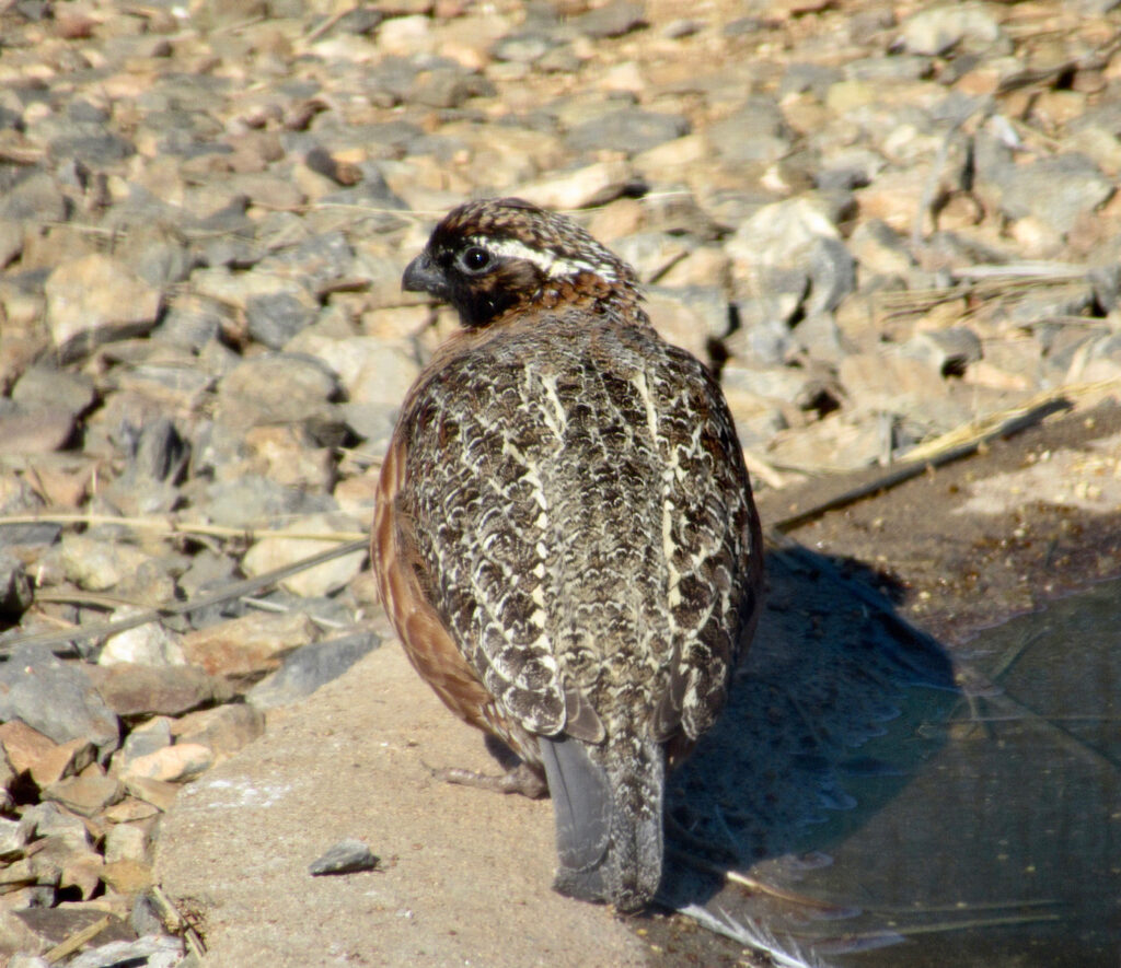 Small brown and rusty-coloured bird with white streak above eye sitting on a stone.