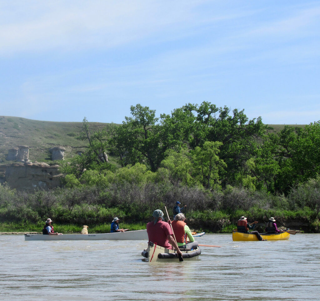 Three canoes with couple paddling down brown river with tall green cottonwood trees on bank.