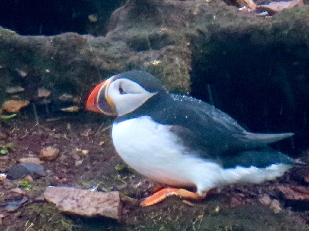 Black and white puffin with orange feet and bill standing on brown rocky patch of soil.