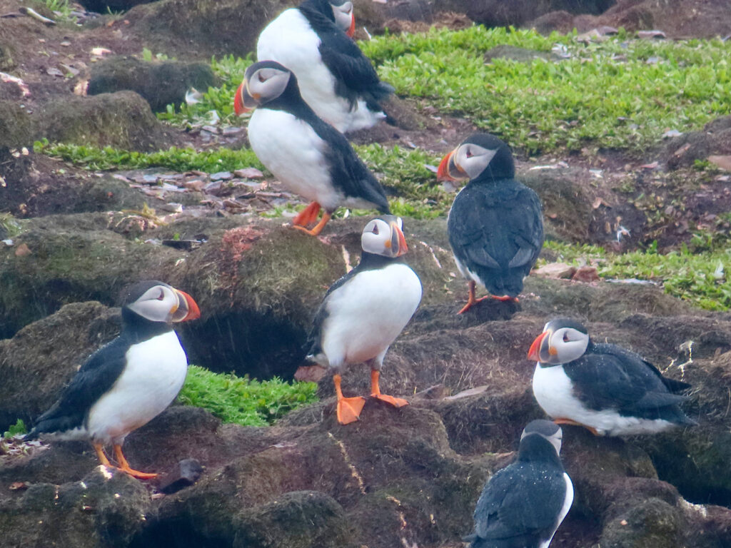 Seven black and white puffins with orange feet and bills standing around depressions and holes in grassy area.