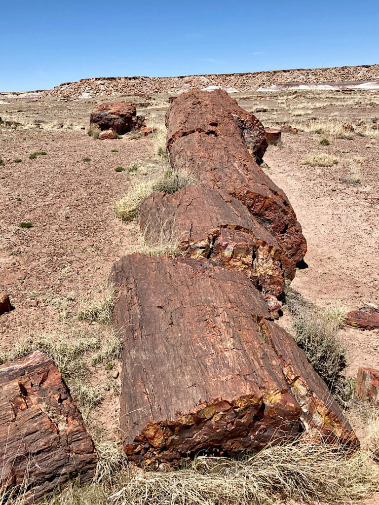 Large petrified log fallen on light brown dirt with dried brown grass in background.