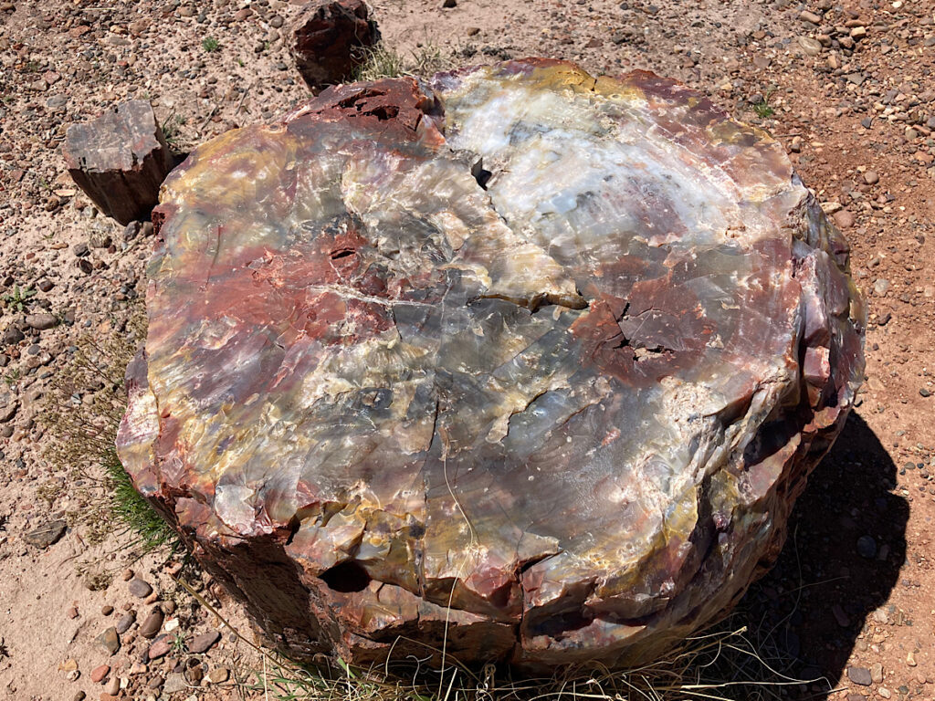 Flat top of a piece of petrified wood viewed from top.