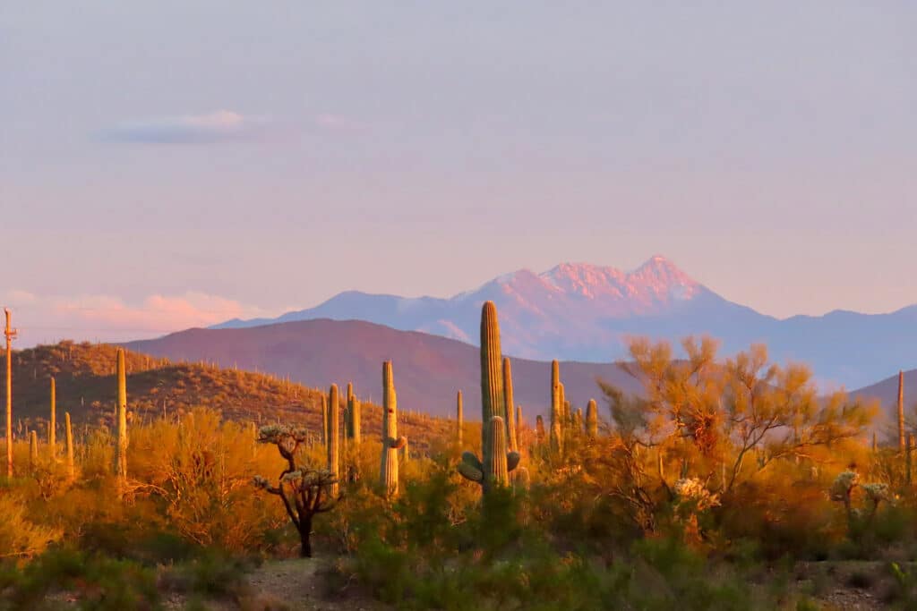 Late evening sun on cactus with tall mountains in background.