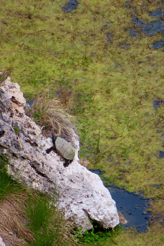 Turtle on light grey rock above green mat of vegetation on dark blue pond.