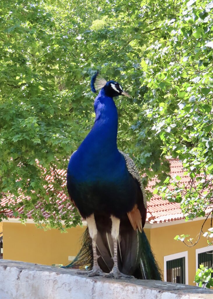 Brilliant blue peacock perched on a stone ledge with green trees in background.