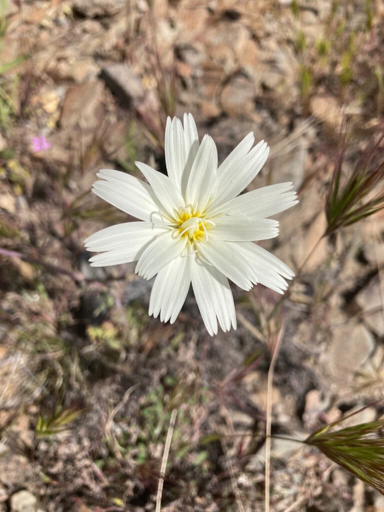 White, daisy-like flower on brown ground.