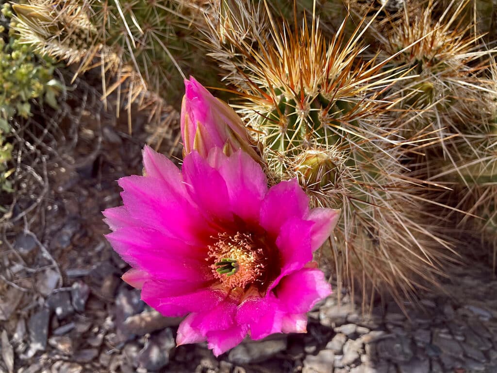 Brilliant pink flower on spiny cactus.