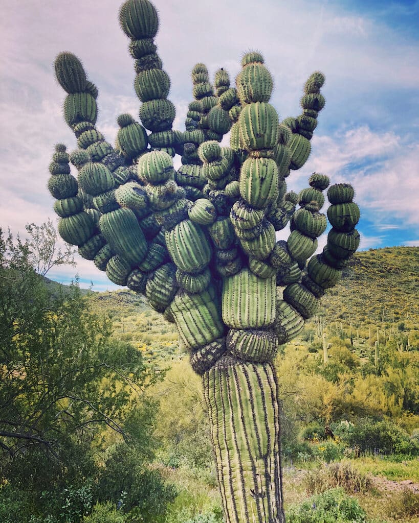 Mutated saguaro cactus in desert habitat.