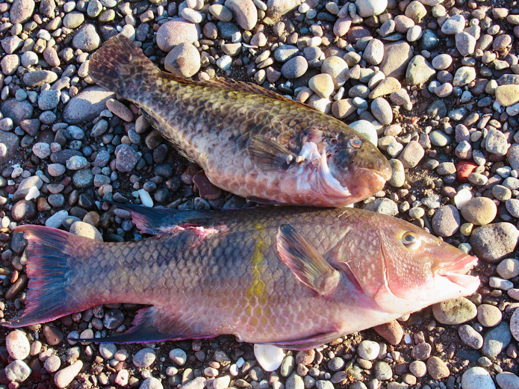 Two fish lying on pebbly beach.