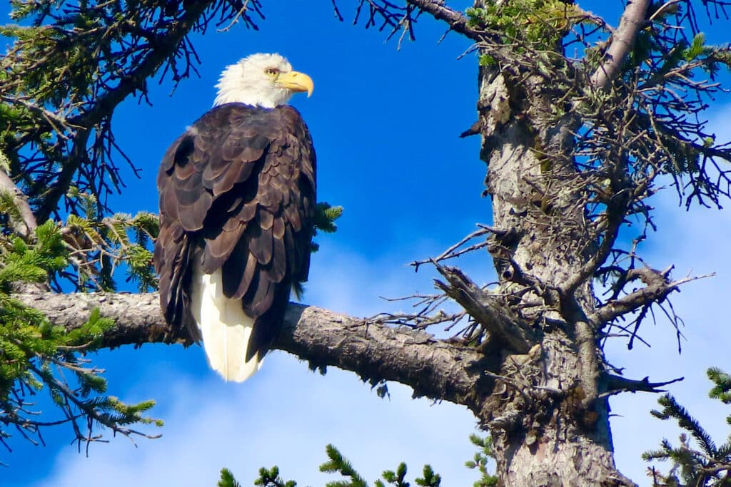 Black bird with white head and tail sitting on tree branch under blue sky.