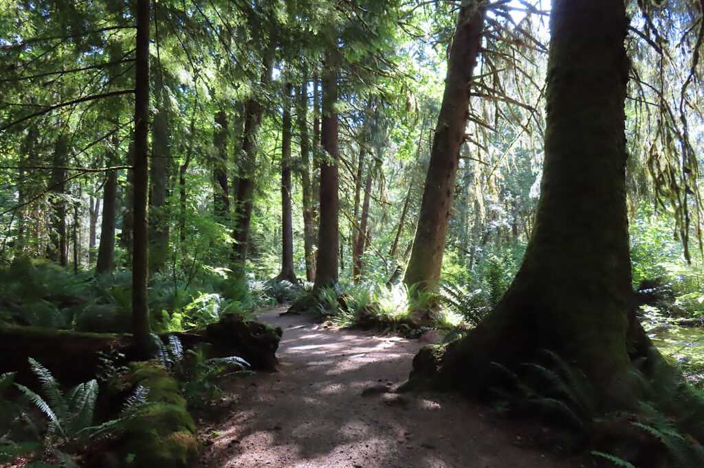 Path through thickly wooded forest.