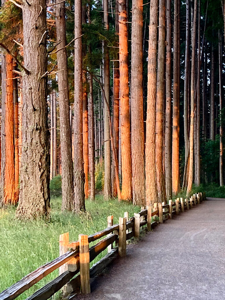 Path beside stand of fir trees lit up by sunset glow.