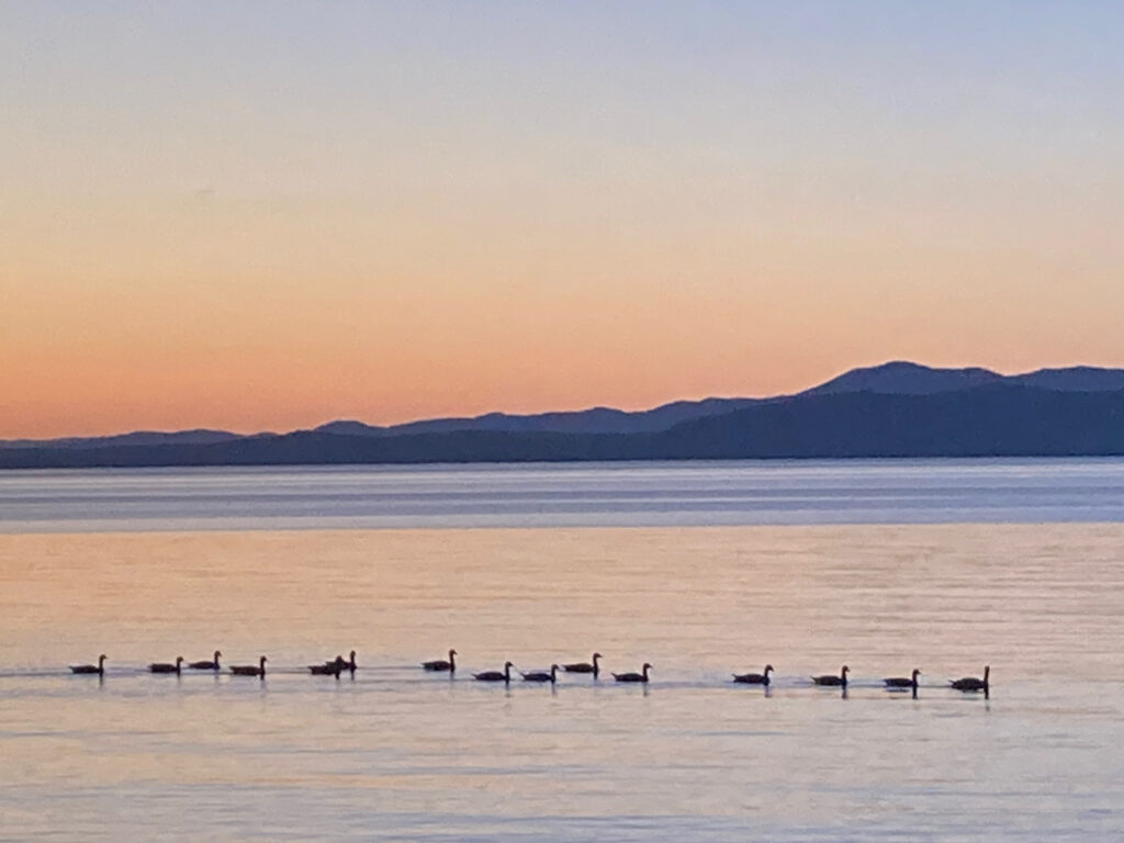 Birds on water at sunset.
