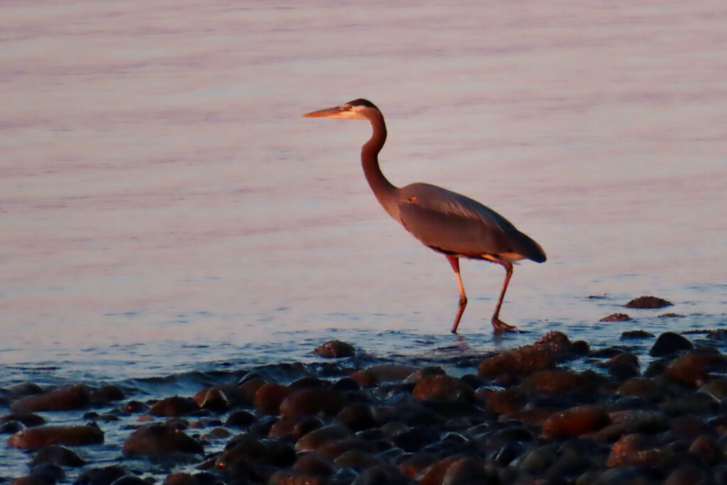 Large bird walking in water near rocky shore.