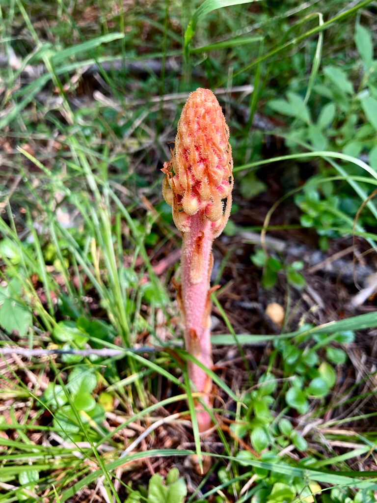 Reddish plant on forest floor that looks like a stalk of oddly-coloured asparagus.