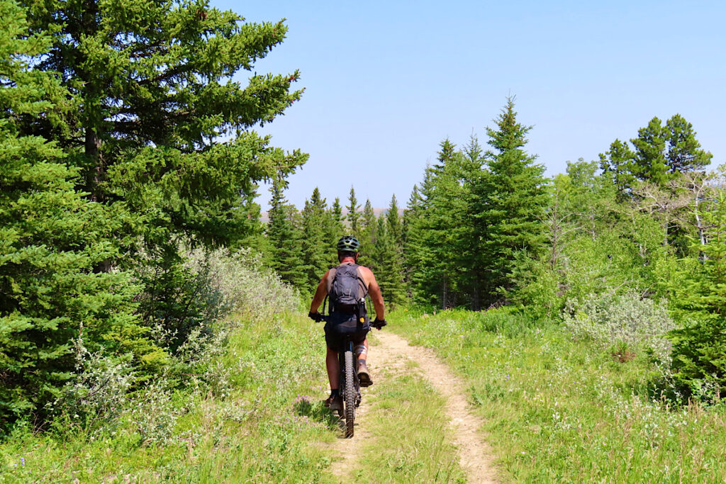 Man biking dirt path in treed meadow.