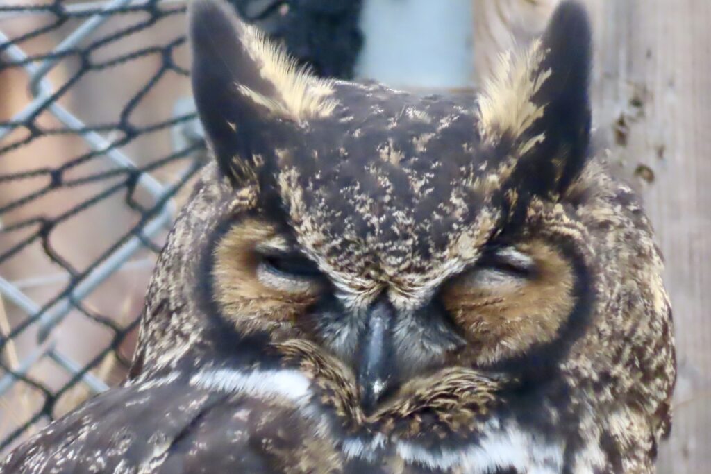 Large owl in cage.