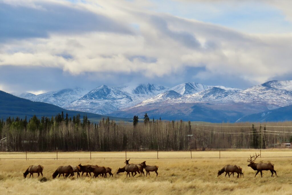 Herd of animals in fall meadow with distant snow-dusted mountains.