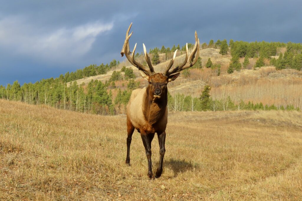 Large brown elk with full antlers walking down hill towards photographer.