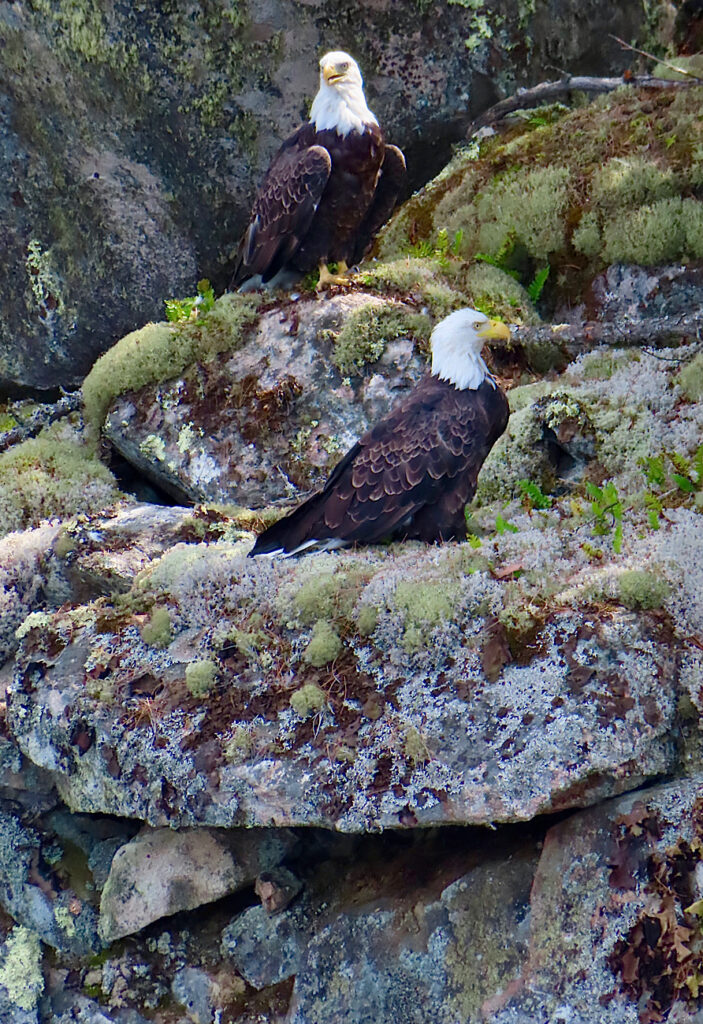 Pair of large brown birds with white heads on rock outcrop.