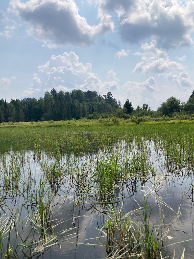 Water with grasses under cloudy sky.