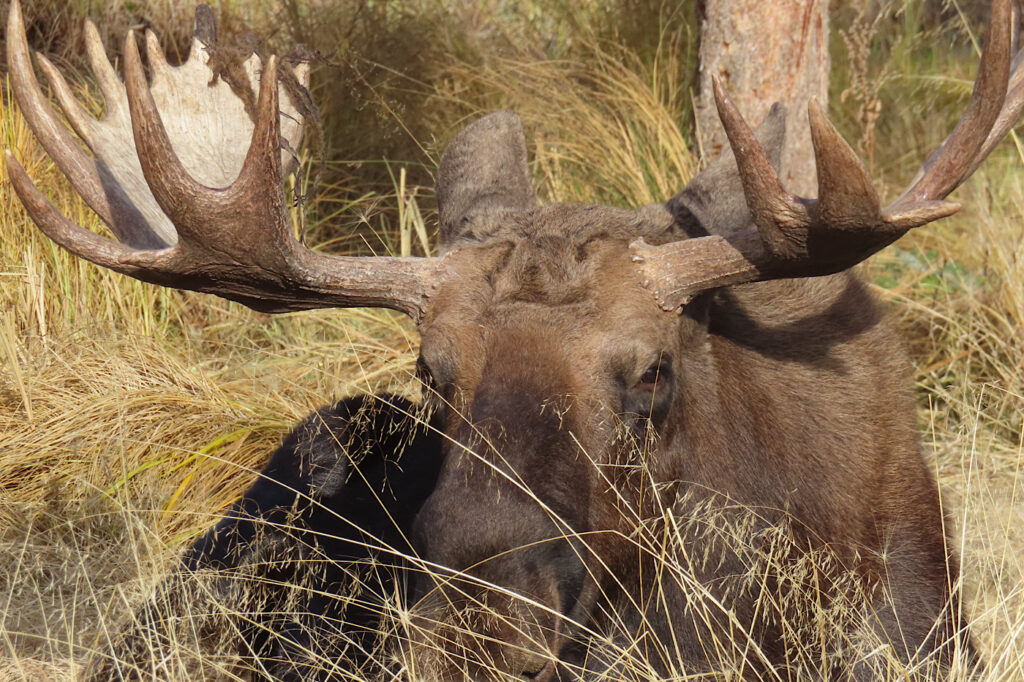 Close up view of male moose bedded down.