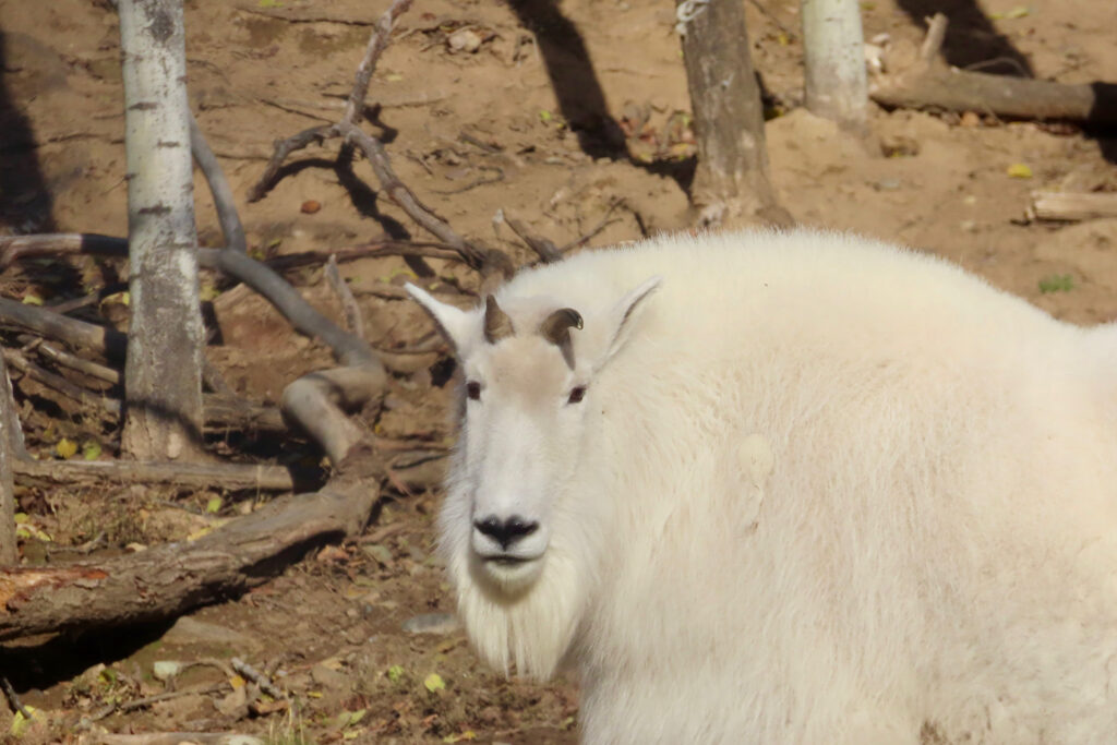 Head and shoulders view of large white goat.