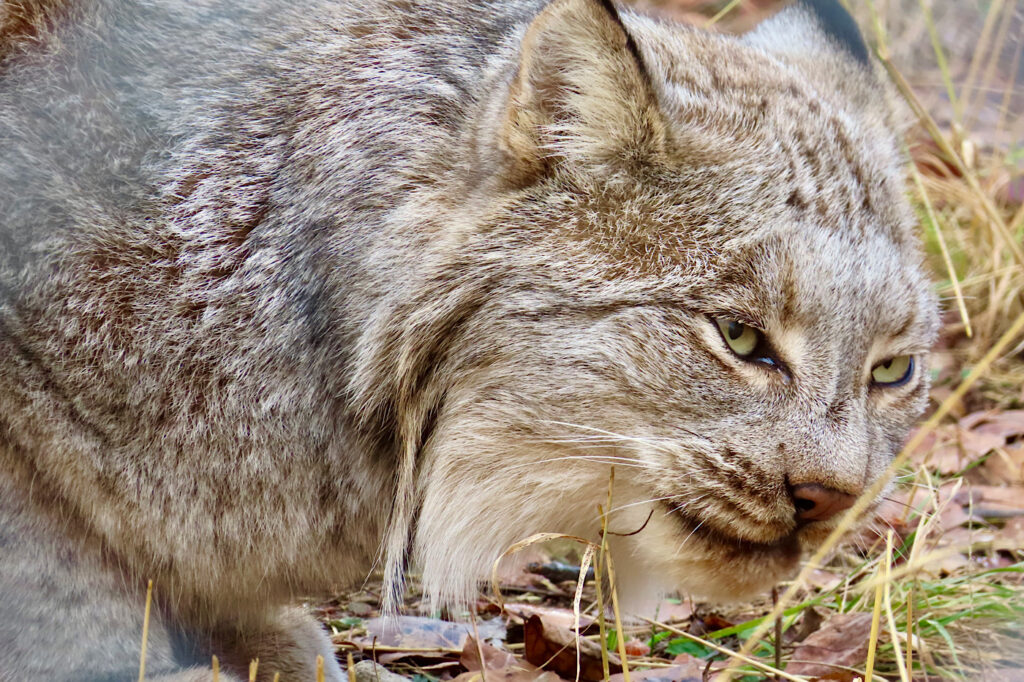 Close up view a wild cat.