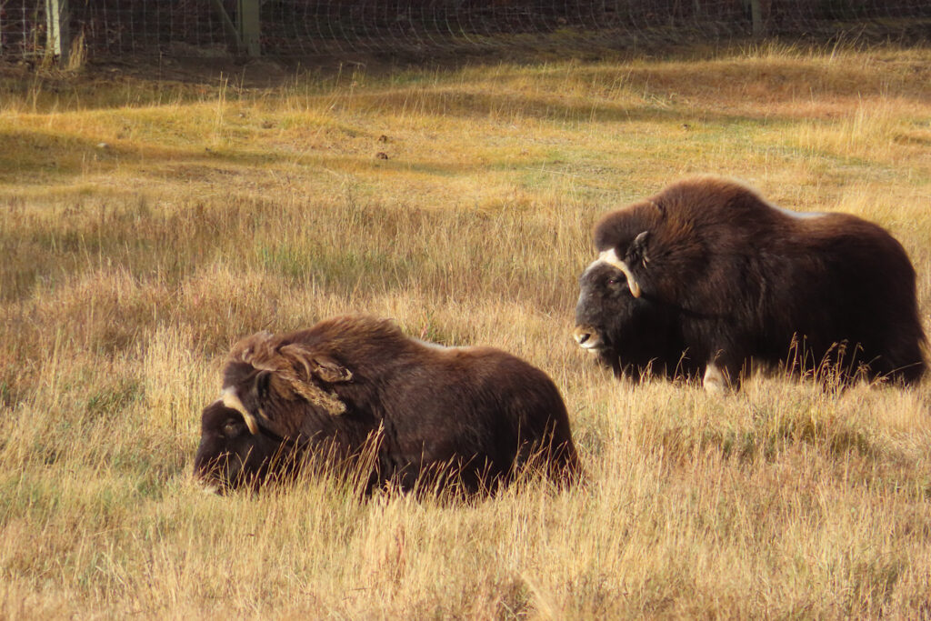 Two large shaggy brown animals in brown grassy field.