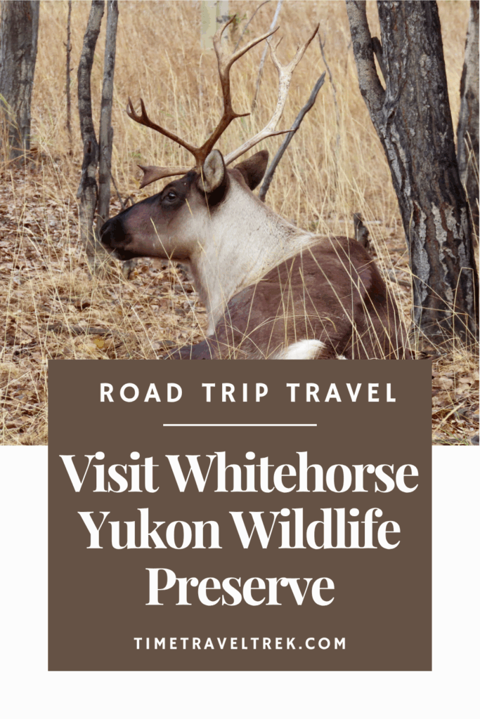 Pin image with image of a caribou lying down and text reading: Road Trip Travel. Visit Whitehorse. Yukon Wildlife Preserve. TimeTravelTrek.com
