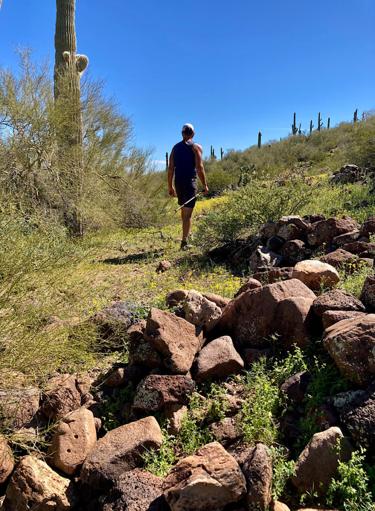 Man walking past lin of boulders in saguaro desert environment.