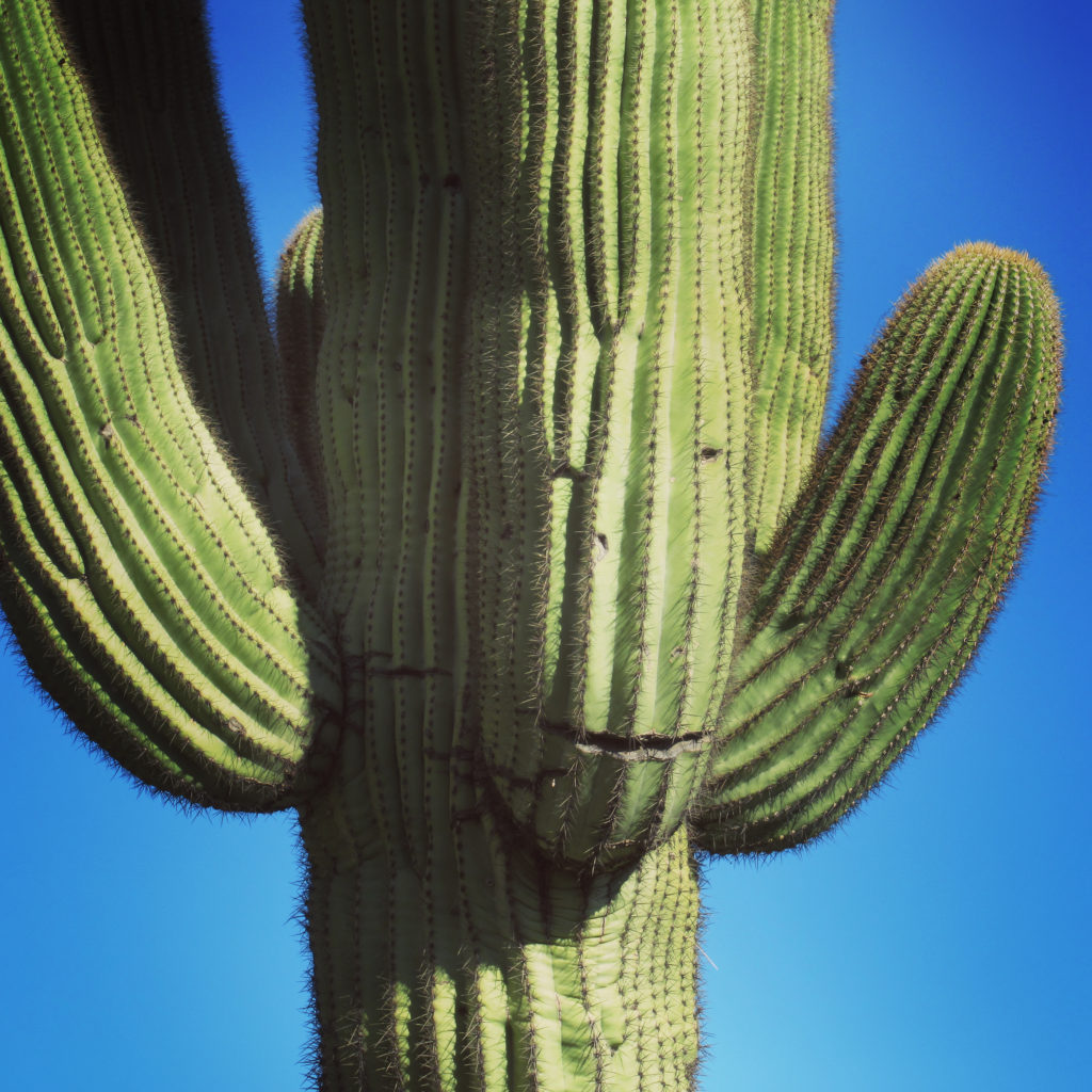 Saguaro cactus with two eyes and a mouth making a face on one of the limbs.