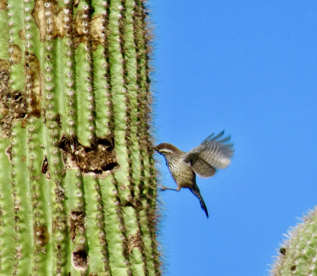 Bird with flapping wings is attempting to peck something out of a saguaro cactus.