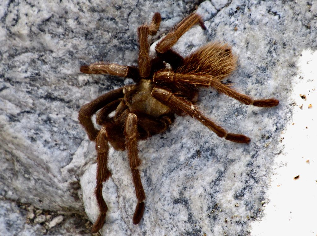 Hairy tarantula on white rock.