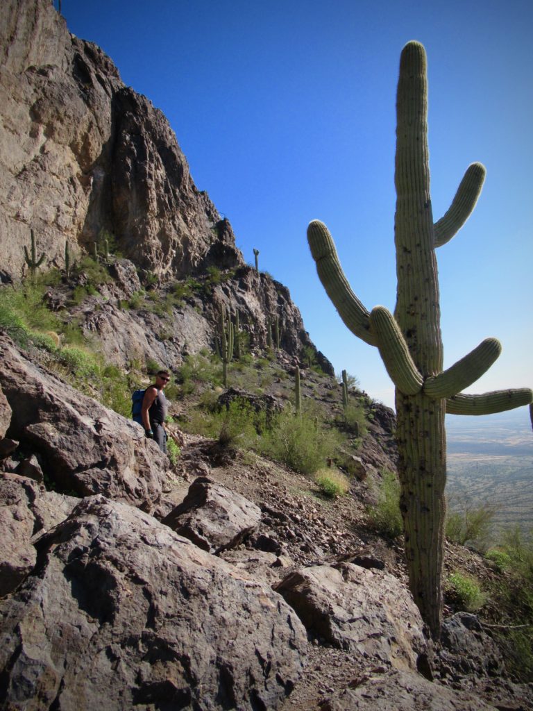 Man hiking down rocky slope with large saguaro cactus in foreground