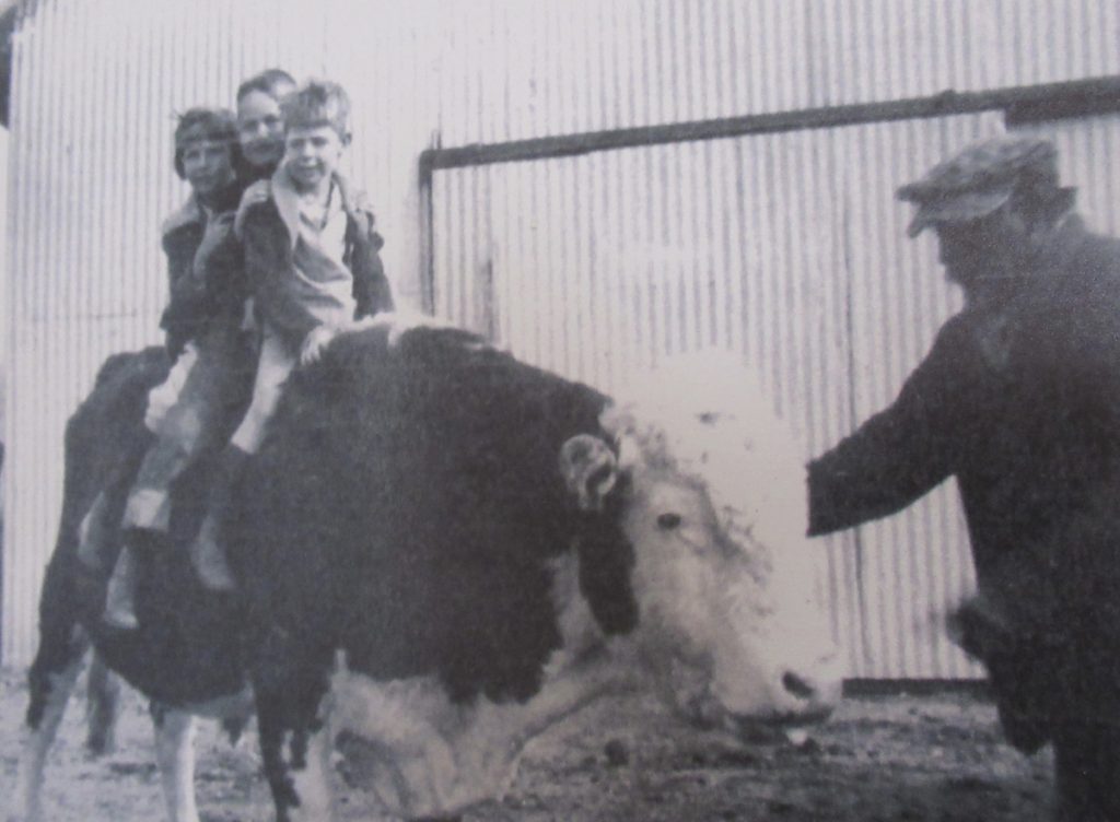 Historic photo of three children sitting on top of a bull while a man with a flat cap stands near the bull's head holding the halter.