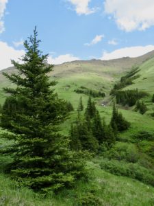 Evergreen trees in grassy subalpine meadow