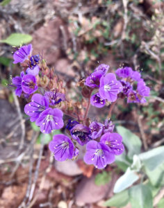 Cluster of purple wildflower