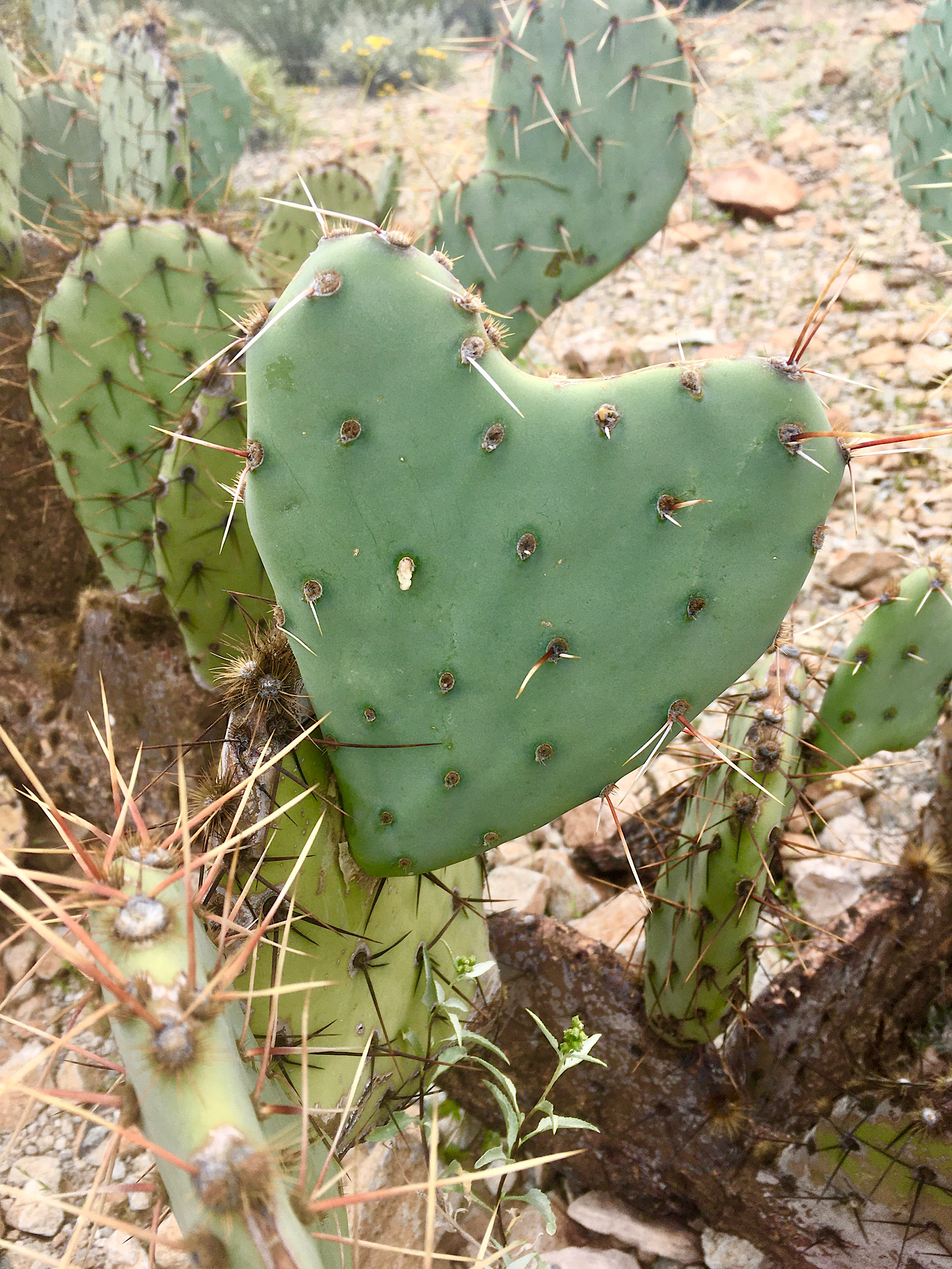 Organ Pipe Cactus National Monument - Time.Travel.Trek.