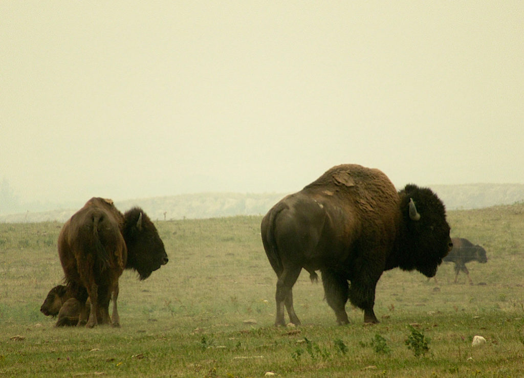 Large bull bison with cow and two young calves in short grassy field.