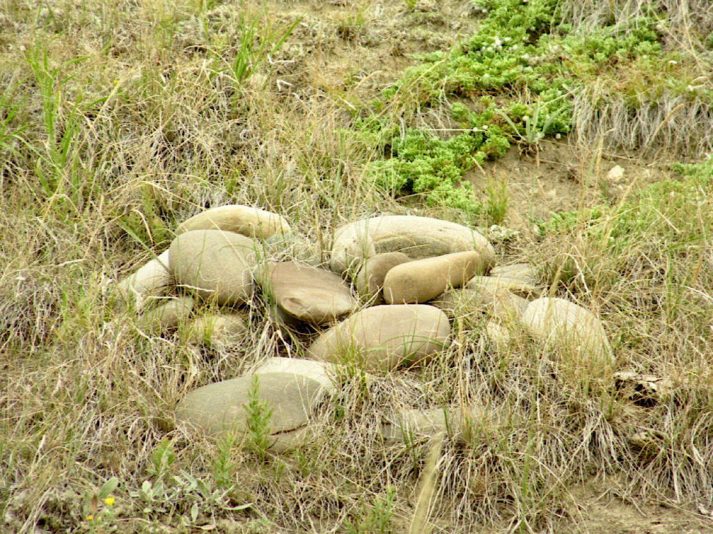 Scattered pile of smooth light brown stones on grassy field.