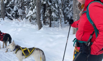 Woman in bright red jacket, dark toque and pants on skis with poles and two dog harnessed in front of her on trail.