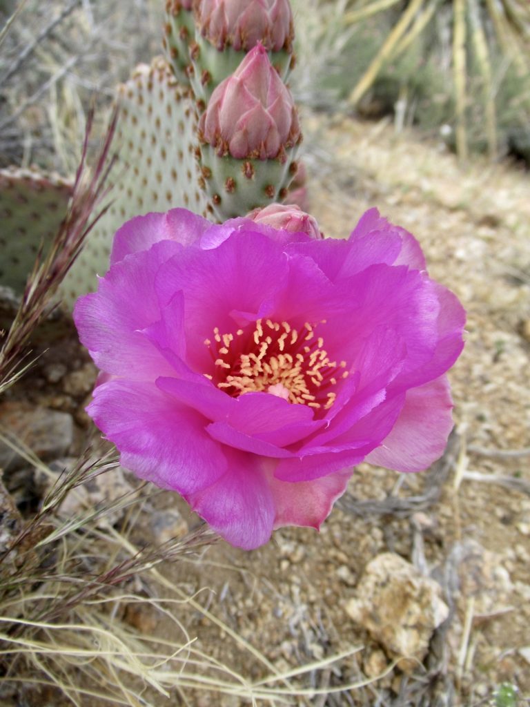 Close up of bright pink cactus flower.