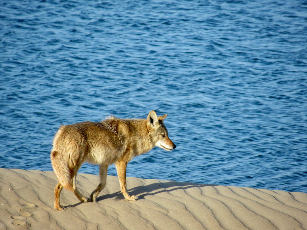Coyote on sand dune in front of water.