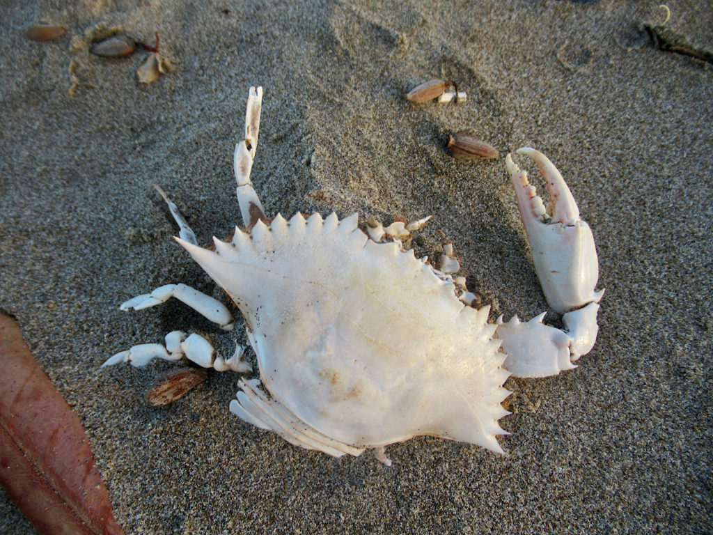 White exoskeleton of crab on gray sand.