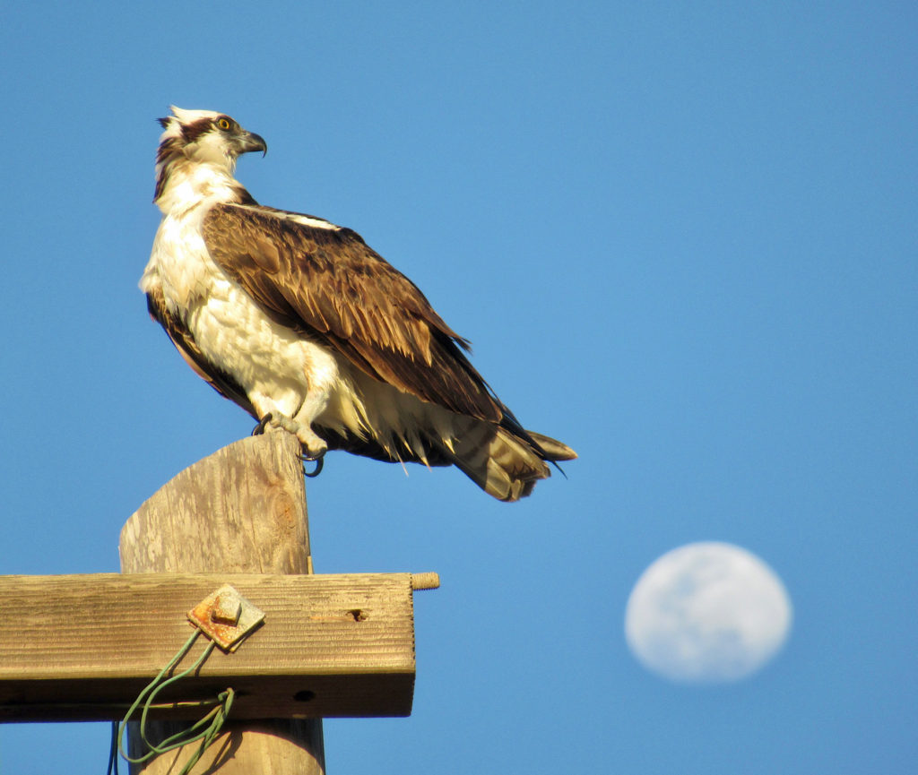 Osprey on top of telephone post with almost full moon in background.