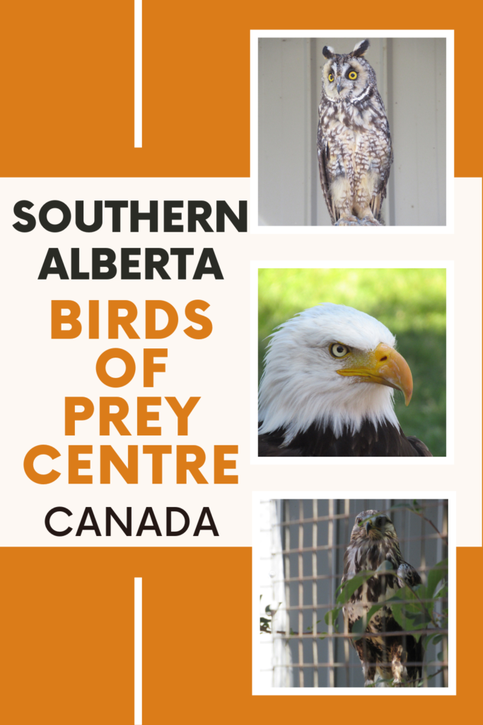 Three images of birds including a long-eared owl, a bald eagle and a ferruginous hawk with an injured wing. Text reads: Southern Alberta Birds of Prey Centre Canada.